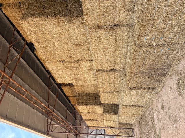 Shedded Wheaten Hay 1